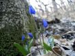 First spring flower. Scilla