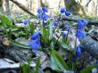 First spring flower. Scilla