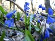 First spring flower. Scilla