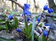 First spring flower. Scilla