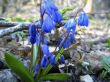 First spring flower. Scilla
