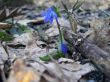 First spring flower. Scilla