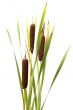 Reed mace.