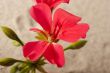 Geranium flower