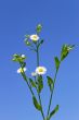 Plant of daisies