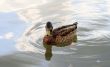 duck swims on water