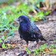 starling
