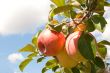 Ripe apples on the branch