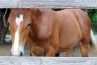 Chestnut Horse Behind The Fence