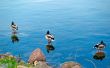 three ducks. reflection in the water.