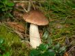 Brown cap boletus.