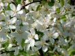 Blossoming tree.