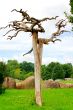 The crooked tree.