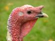 Portrait of turkey cock.