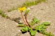 Blooming dandelion.