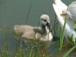 Cygnet