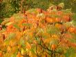 Autumn colors