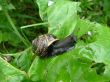 Snail