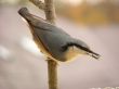 Nuthatch