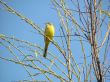 Yellow Wagtail
