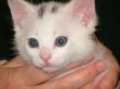Little kitten