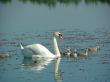 Swans