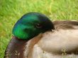 Duck.