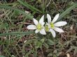 white flowers in grass in early spring