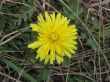 big yellow flower in grass in early spring