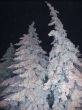 Fir trees under the snow. Christmas holidays
