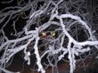 Yellow street lamp and the snowy branches