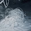 Bush under the snow
