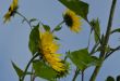 Sunflowers on a wind