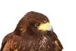 Harris Hawk or Bay Winged Hawk