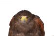 Harris Hawk or Bay Winged Hawk