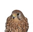 Kestrel bird of prey on white background