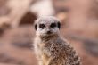 Meerkat Suricata suricatta head shot