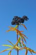 Herbaceous elder berries