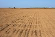 Furrows in the field