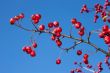 Hawthorn branch with berries