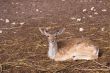 Fallow deer fawn lying down