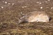 Fallow deer fawn lyting down