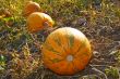 Pumpkins in the garden