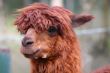 the face of an alpaca