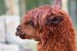 the face of an alpaca