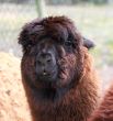 the face of an alpaca