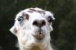 the face of a llama