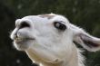 tha face of a llama