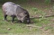 Collared Peccary