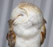 Barn owl